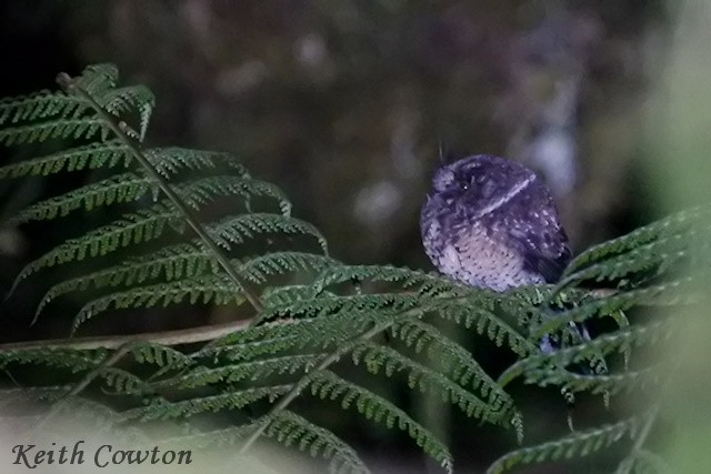 Mountain Owlet-nightjar - Keith Cowton