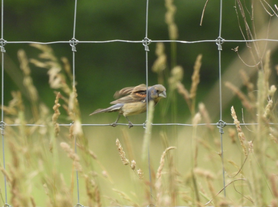 Blue Grosbeak - ML590009321