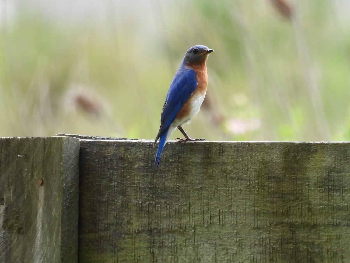 Eastern Bluebird - ML590009491