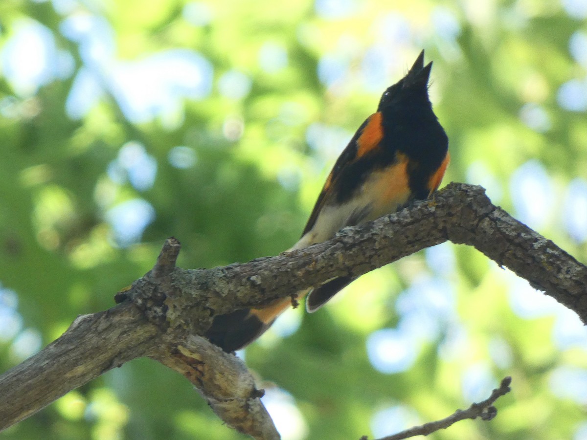 American Redstart - ML590010141