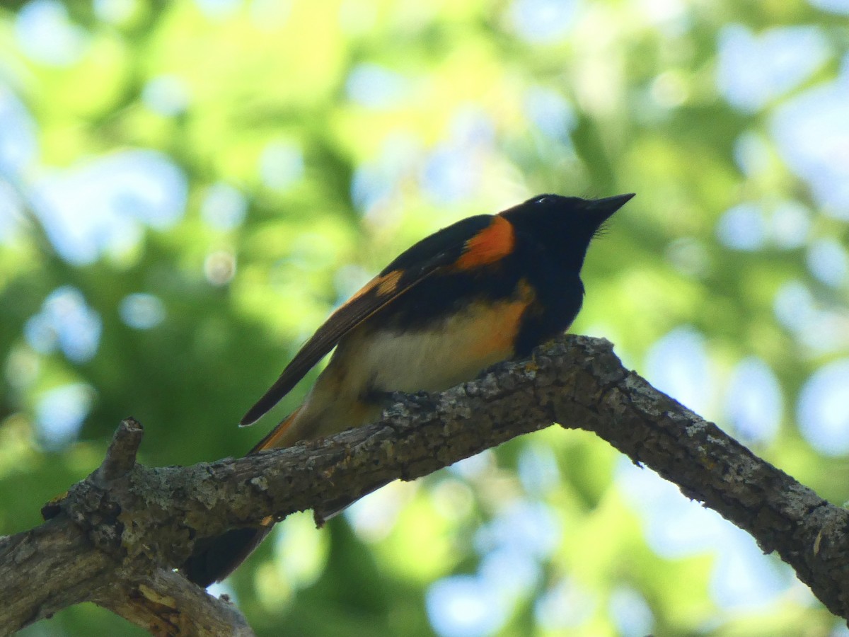American Redstart - ML590010151