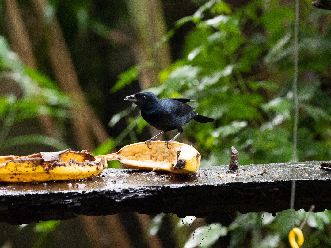 Ruby-crowned Tanager - Marcos Felix