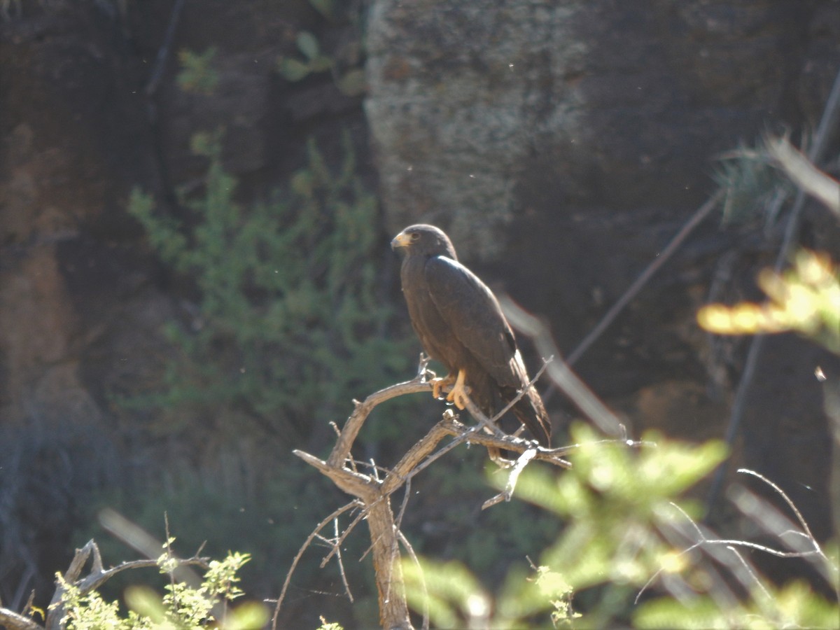 Zone-tailed Hawk - Paul Brant