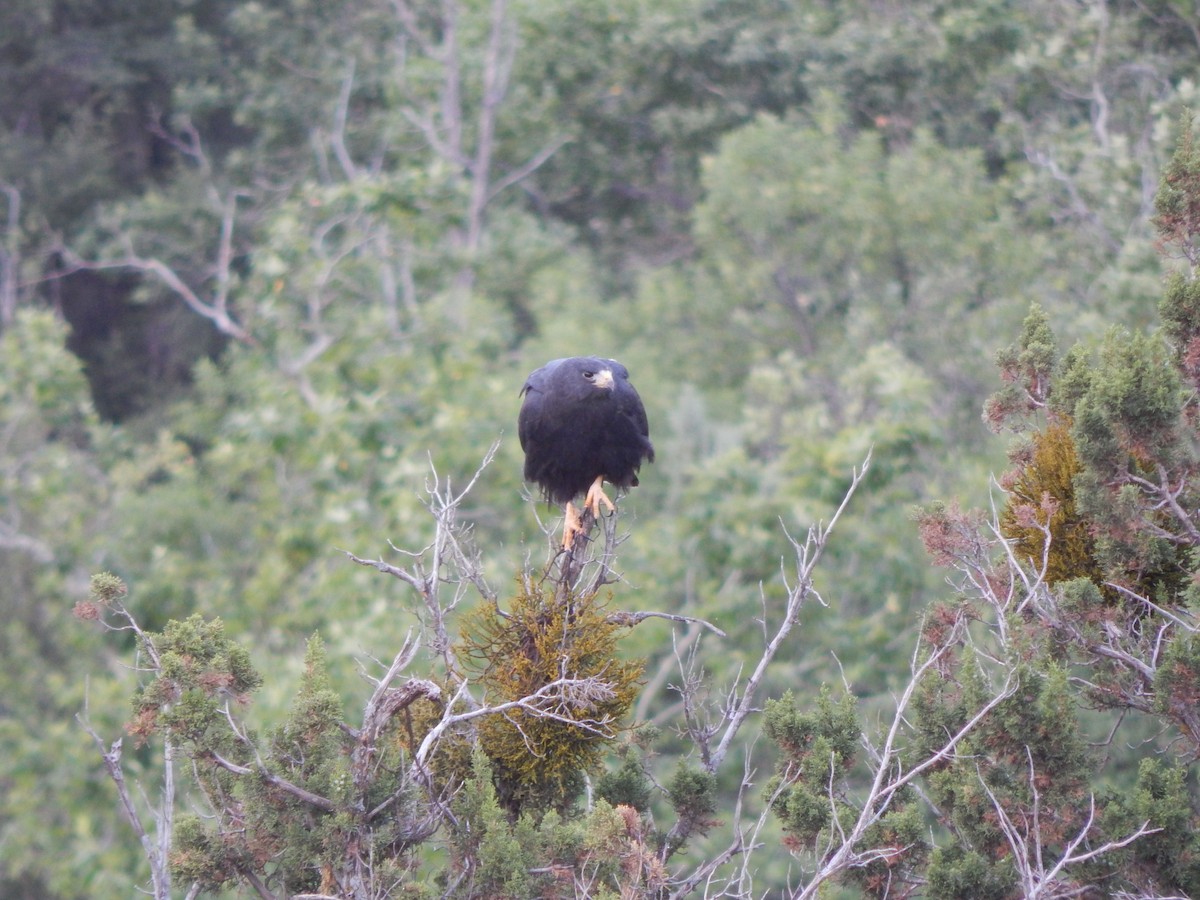 Zone-tailed Hawk - Paul Brant