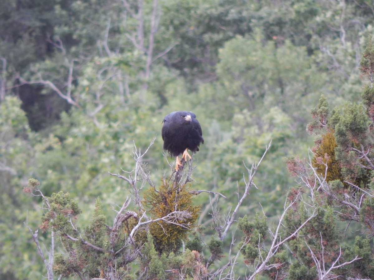 Zone-tailed Hawk - ML590011221