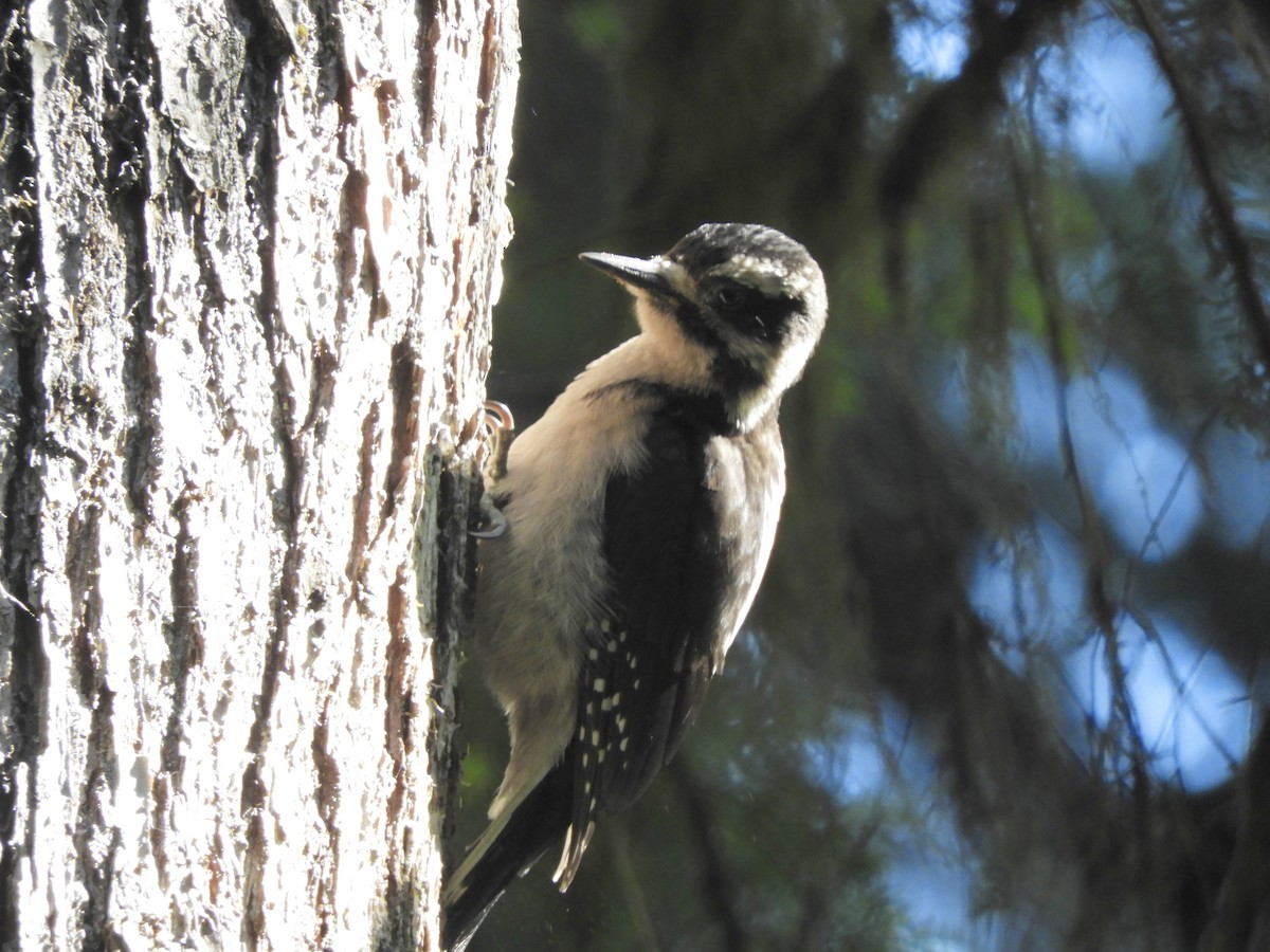 Hairy Woodpecker - ML590011441