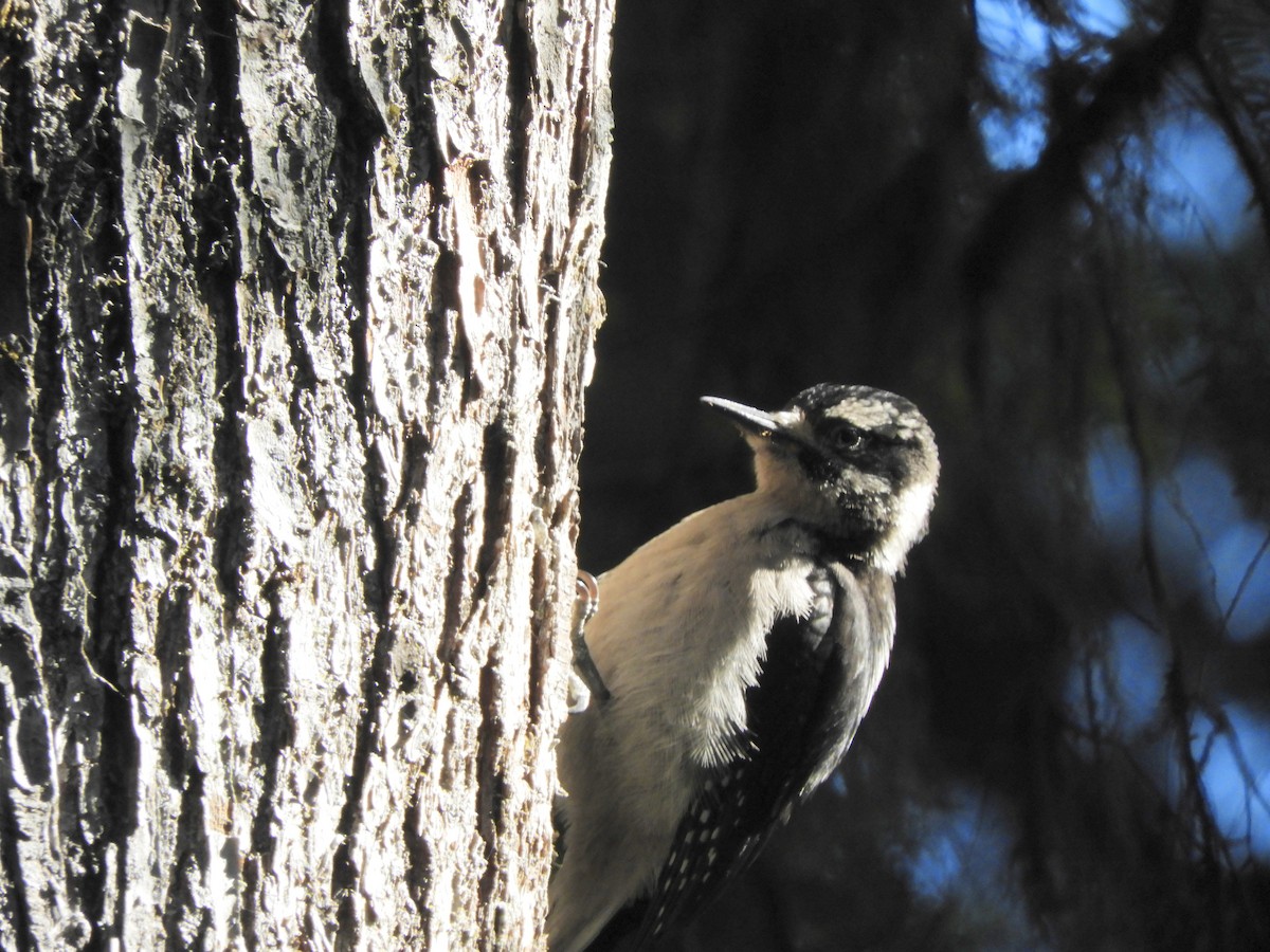Hairy Woodpecker - ML590011611