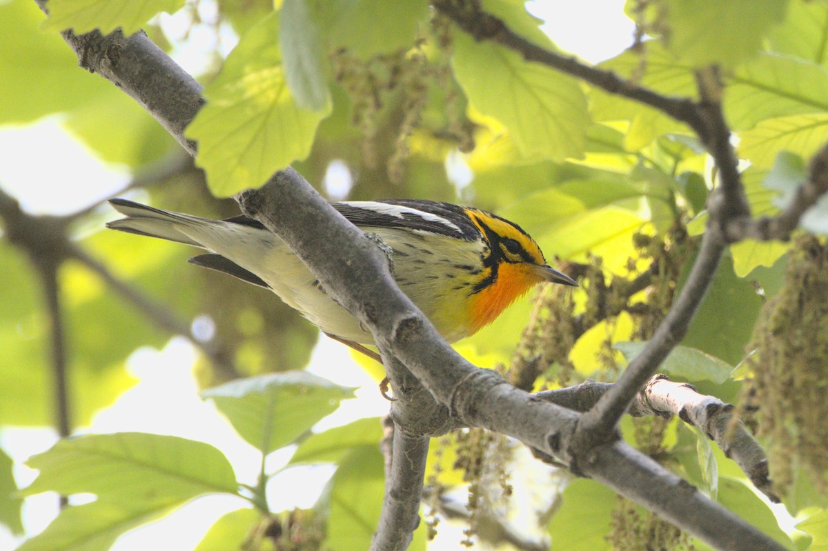 Blackburnian Warbler - ML590012051