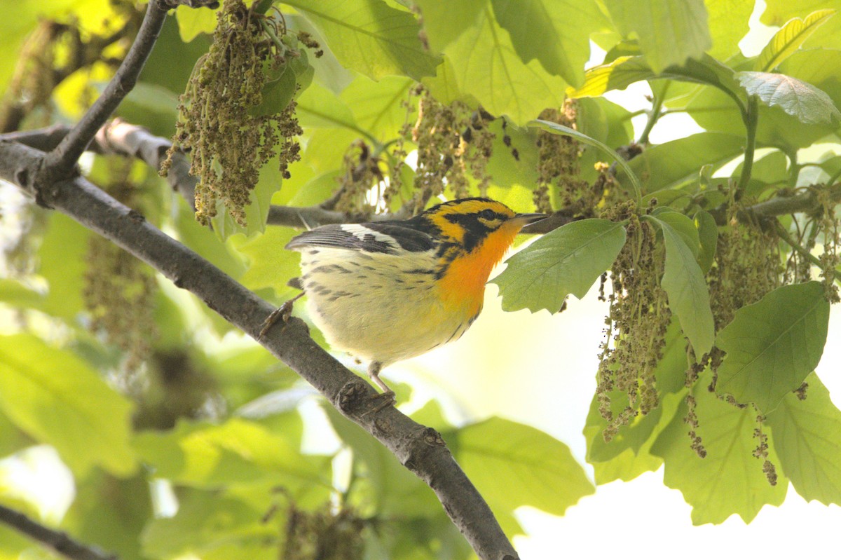 Blackburnian Warbler - ML590012071