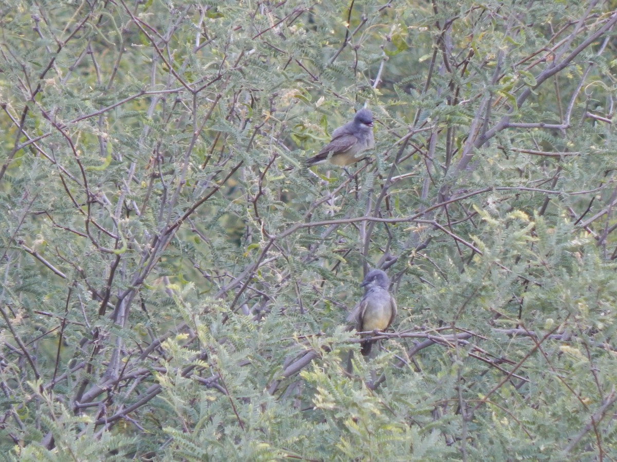 Cassin's Kingbird - ML590012091