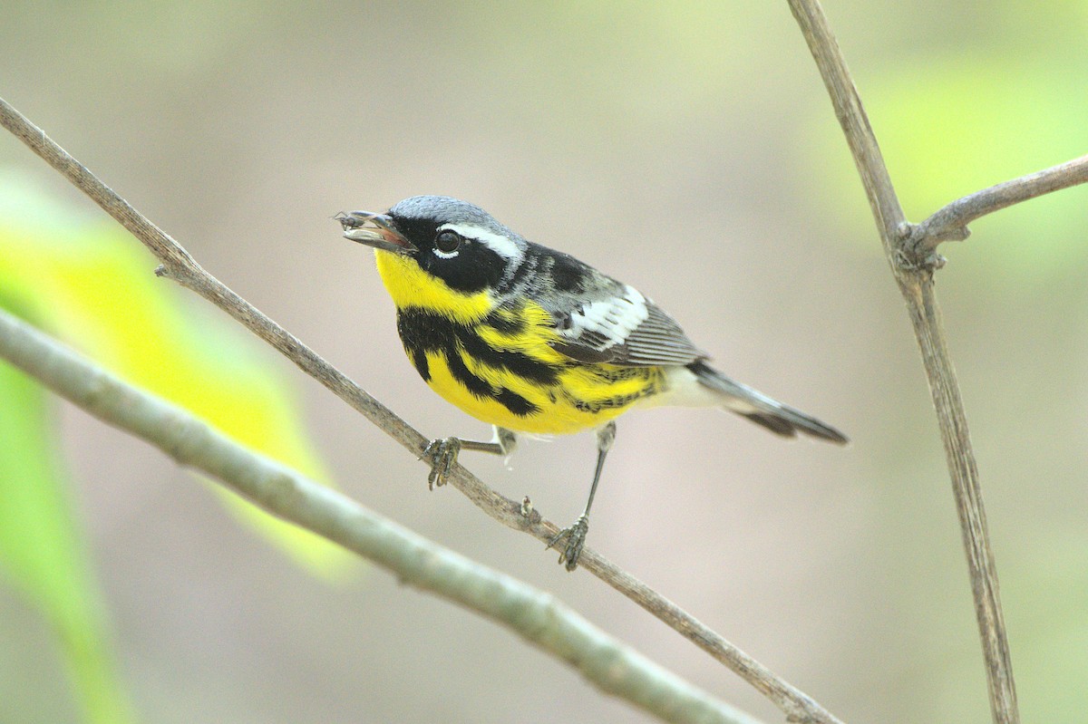 Magnolia Warbler - ML590012321