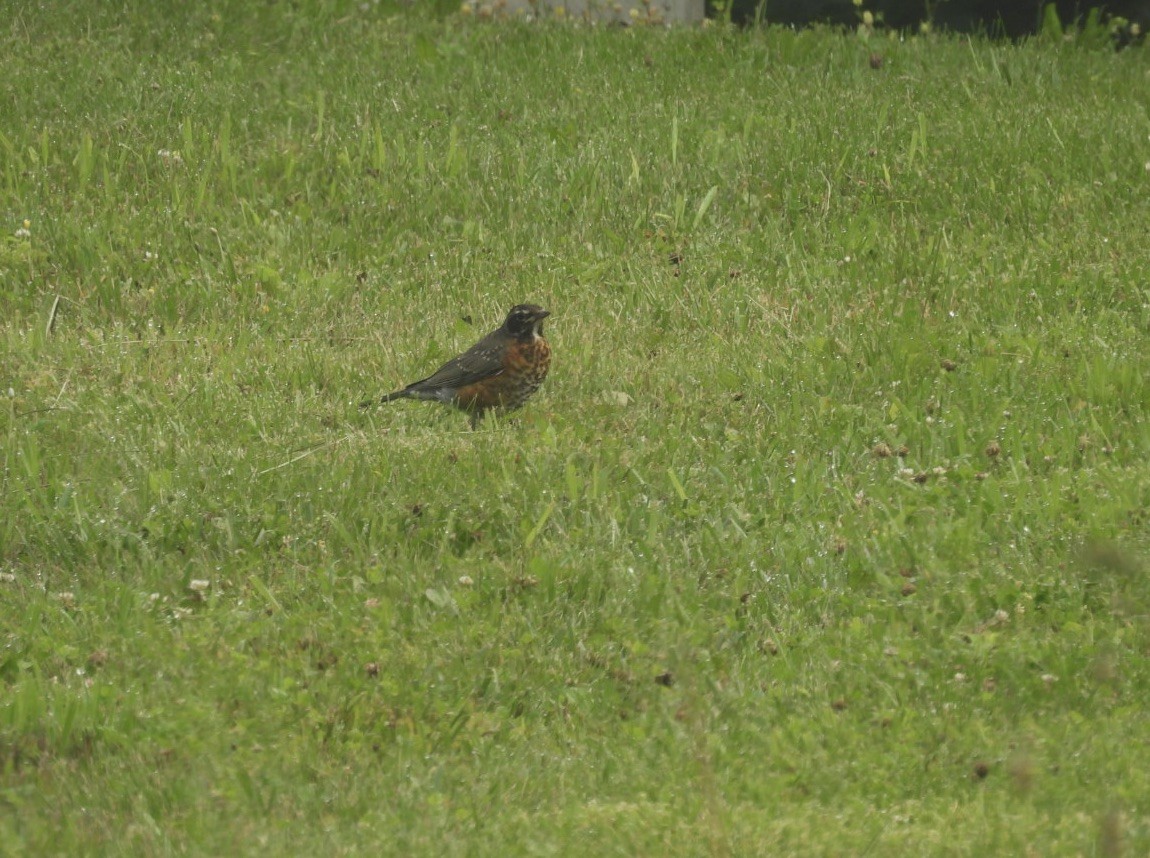 American Robin - ML590012381