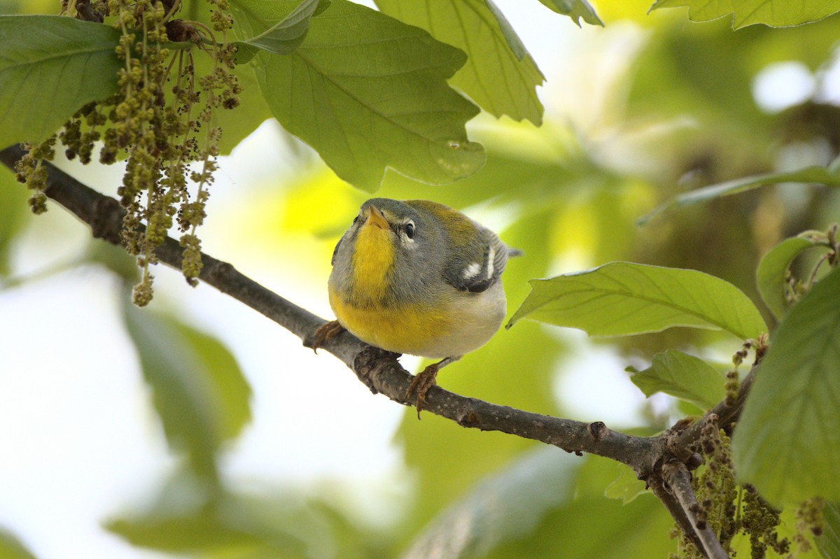 Northern Parula - ML590012431