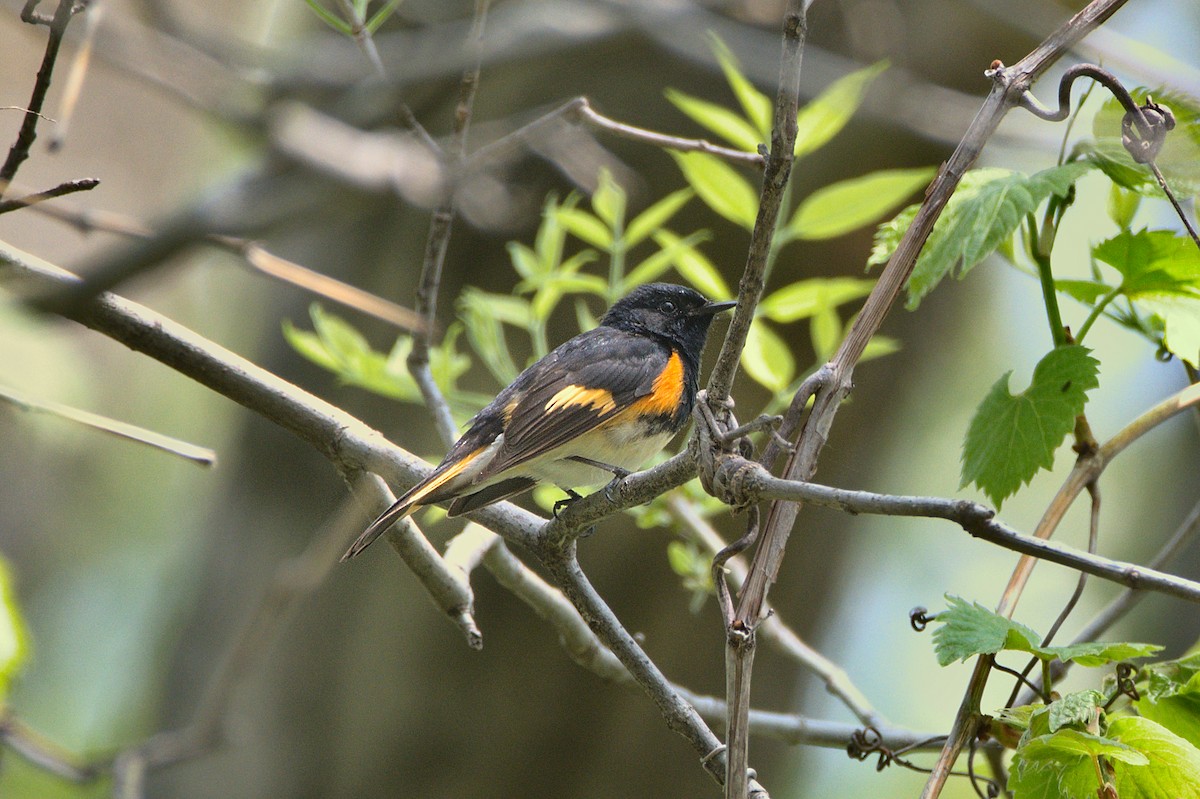 American Redstart - ML590012471