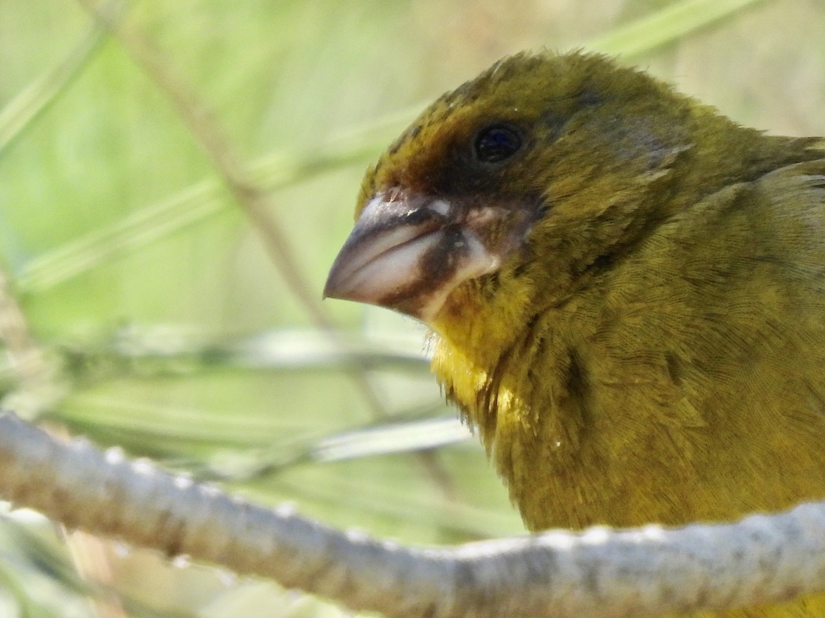 European Greenfinch - ML590012531