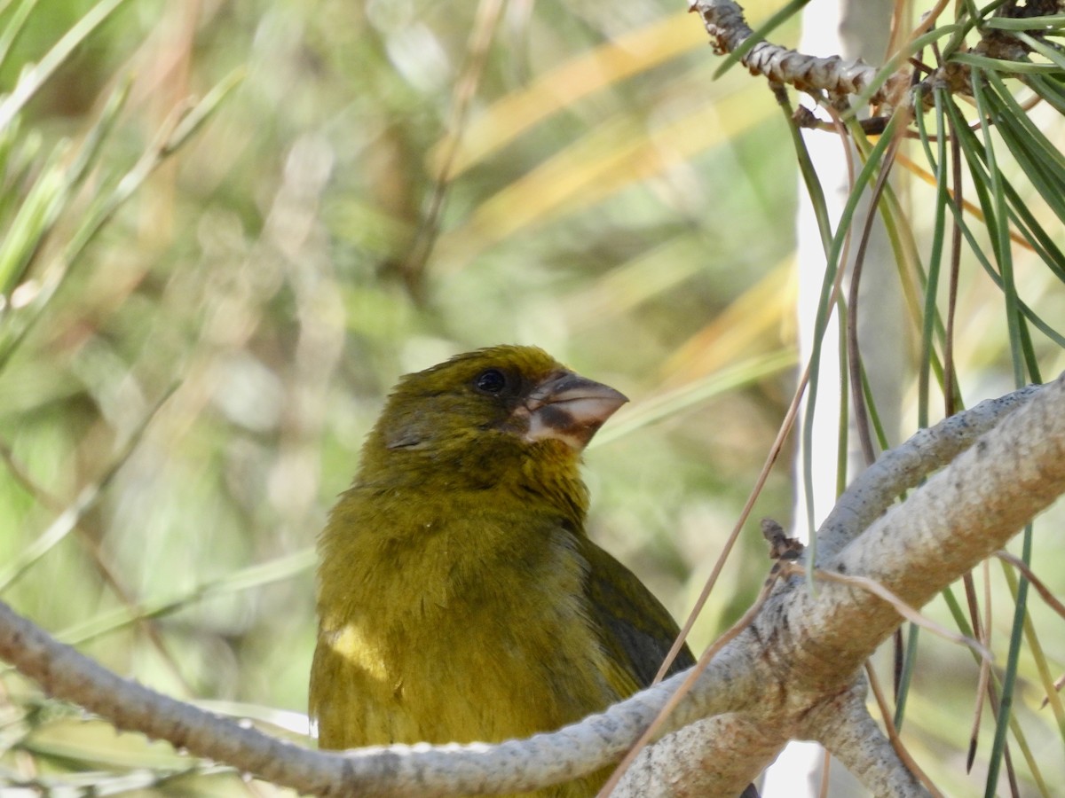 European Greenfinch - ML590012551