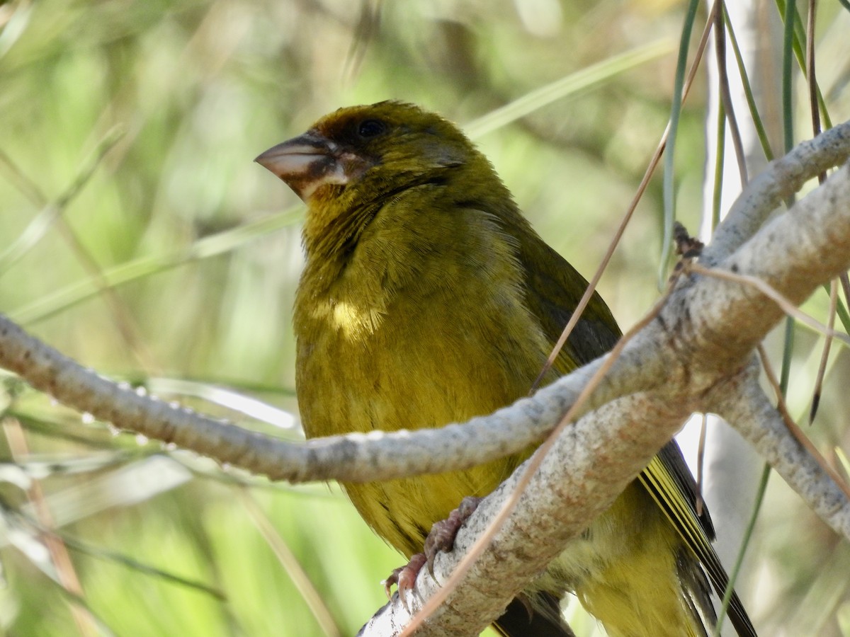 European Greenfinch - ML590012641