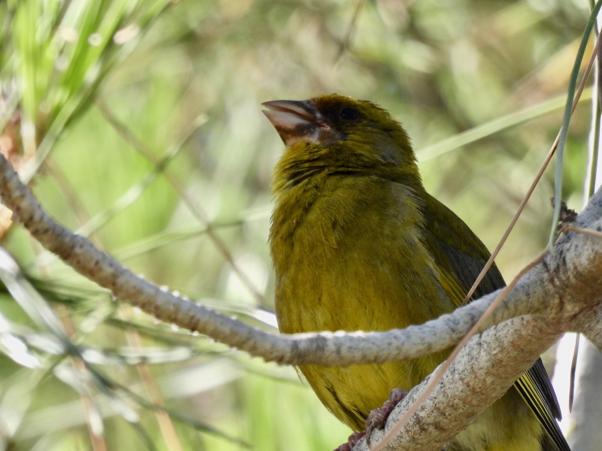 European Greenfinch - ML590012651