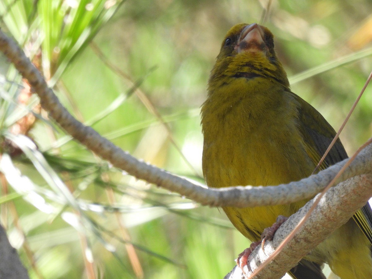 European Greenfinch - ML590012661