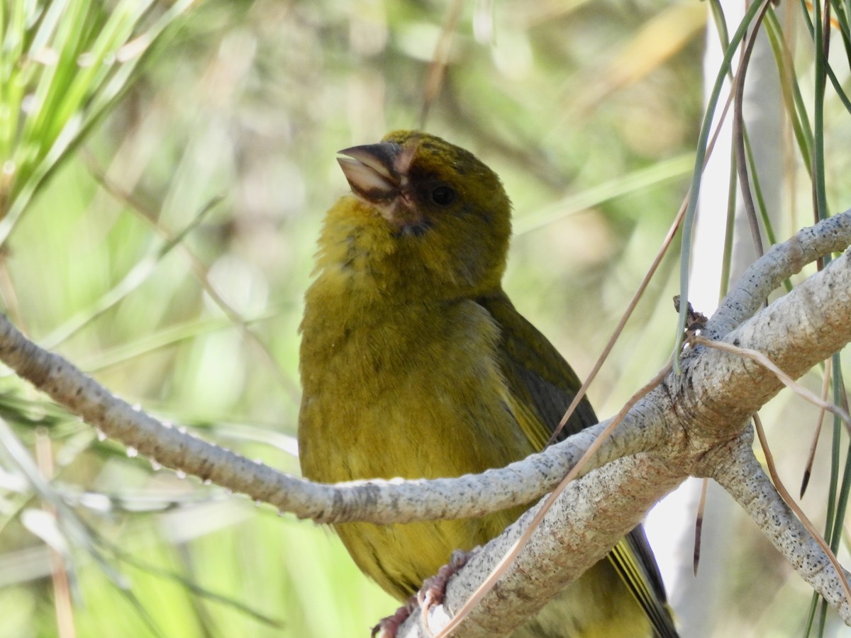 European Greenfinch - Laurie Miraglia