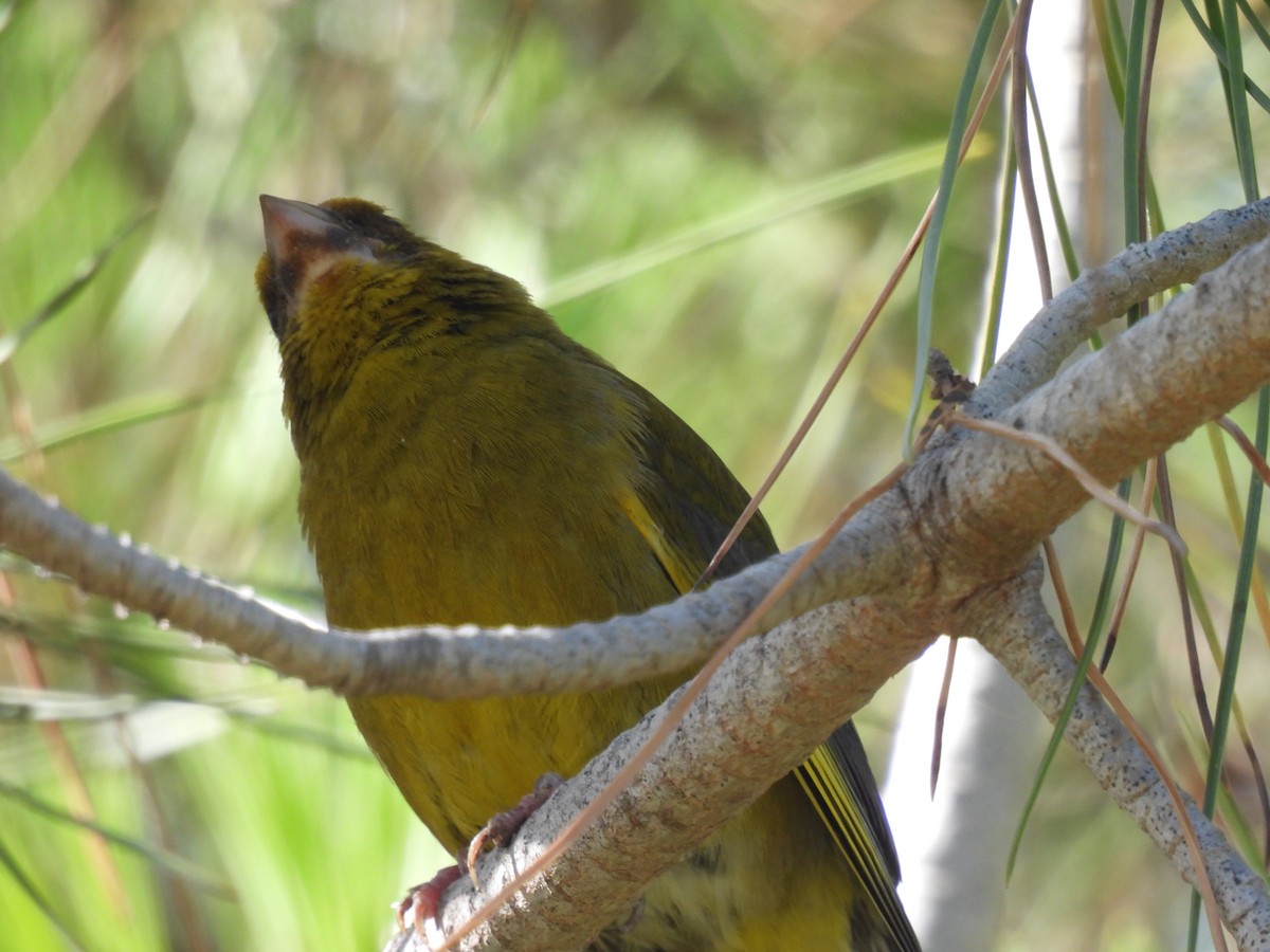 European Greenfinch - ML590012691