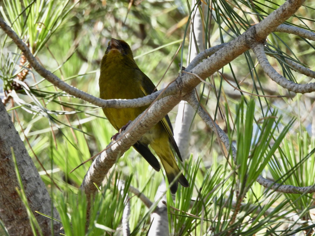 European Greenfinch - ML590012701