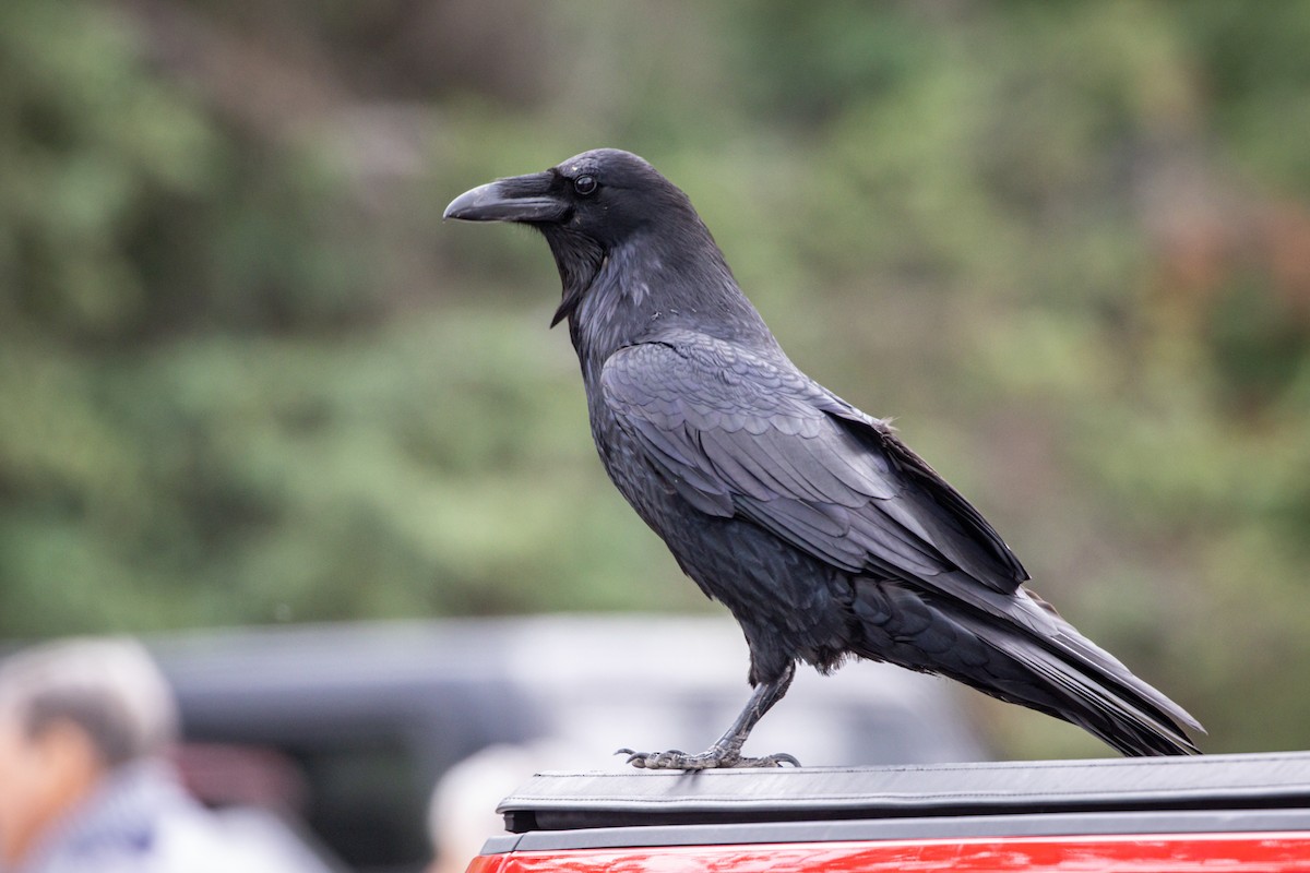 Common Raven - ML590012881