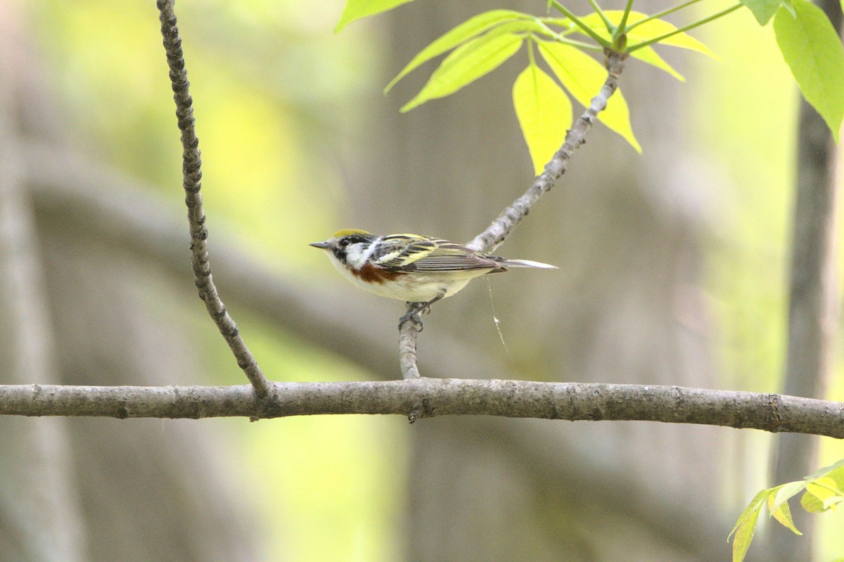 Chestnut-sided Warbler - ML590013021