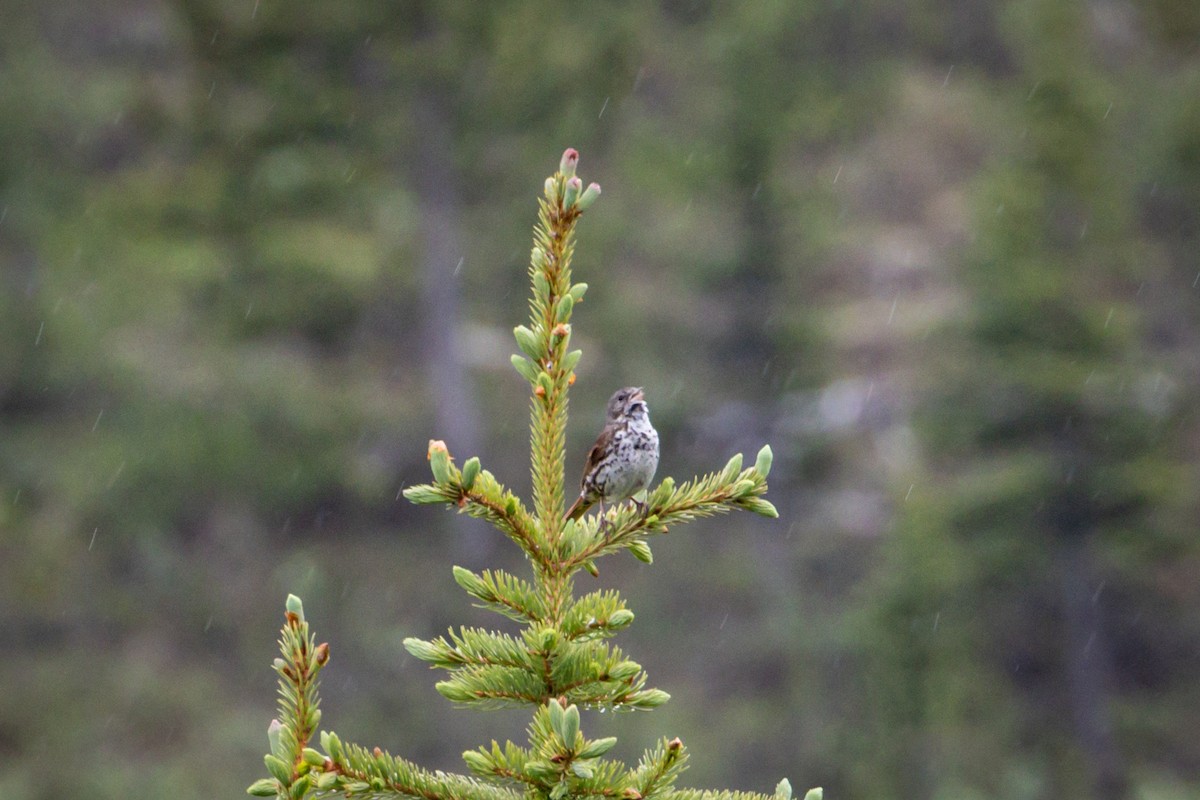 Fox Sparrow (Slate-colored) - Michael Warner