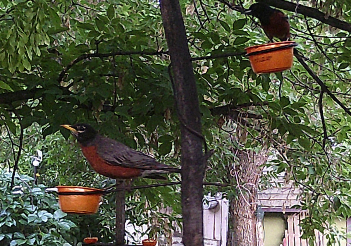 American Robin - Russell Rytter