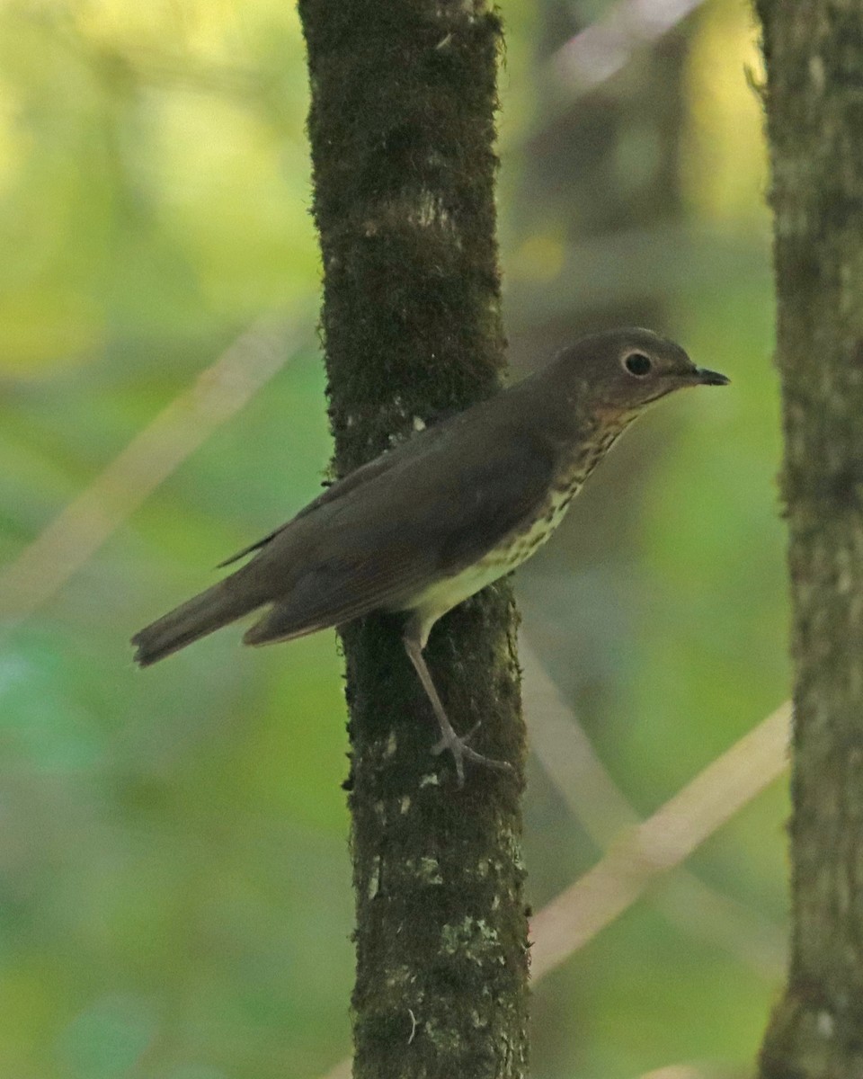 Swainson's Thrush - ML590013741