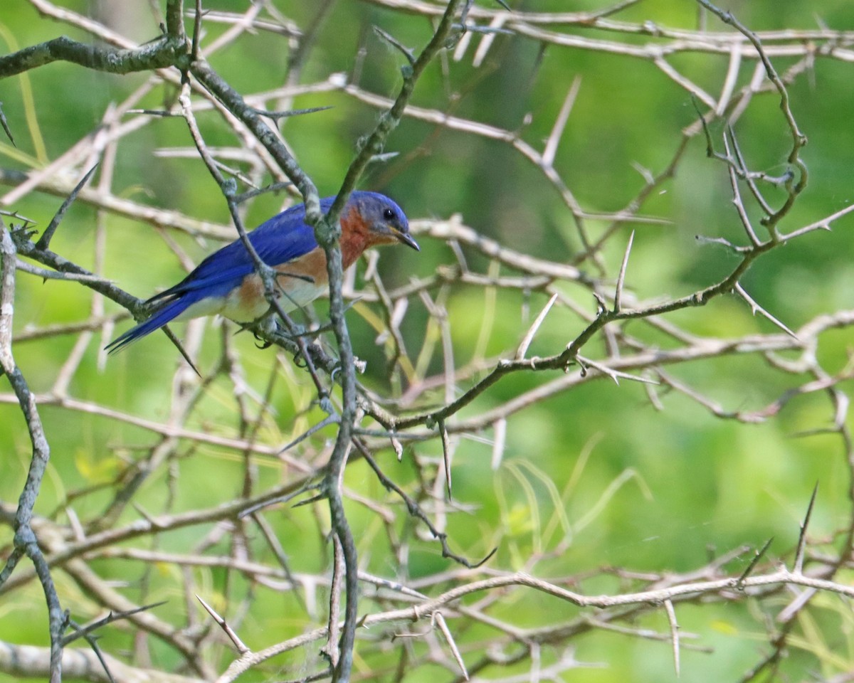 Eastern Bluebird - ML590013951