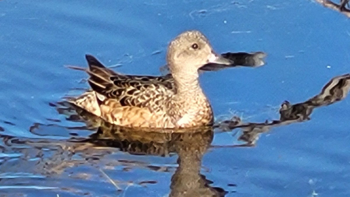 American Wigeon - Kay Bushman