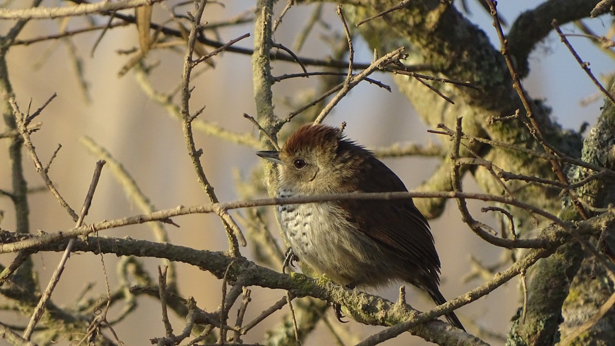 Rufous-capped Antshrike - ML590014941