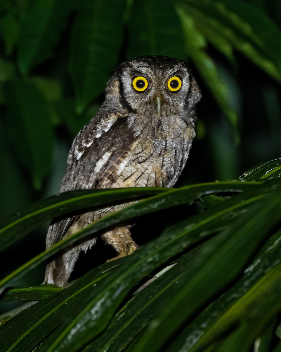 Tropical Screech-Owl - David Monroy Rengifo