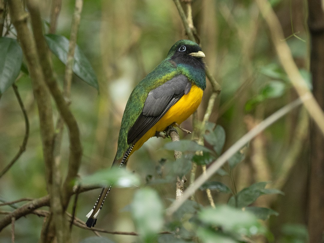 Atlantic Black-throated Trogon - Marcos Felix