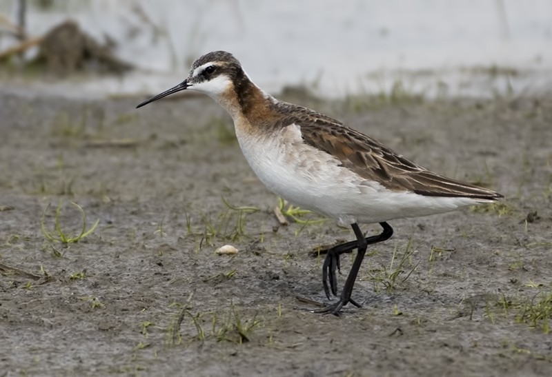 Wilson's Phalarope - ML59001571