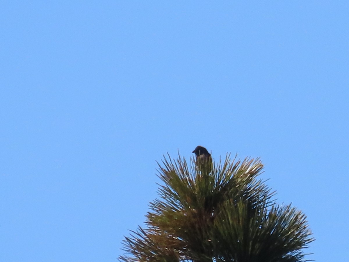 Passerin azuré ou P. indigo - ML590015931