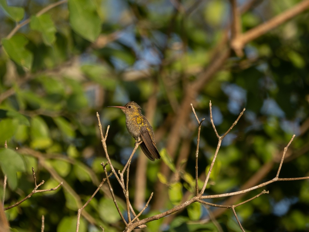 Gilded Hummingbird - Marcos Felix