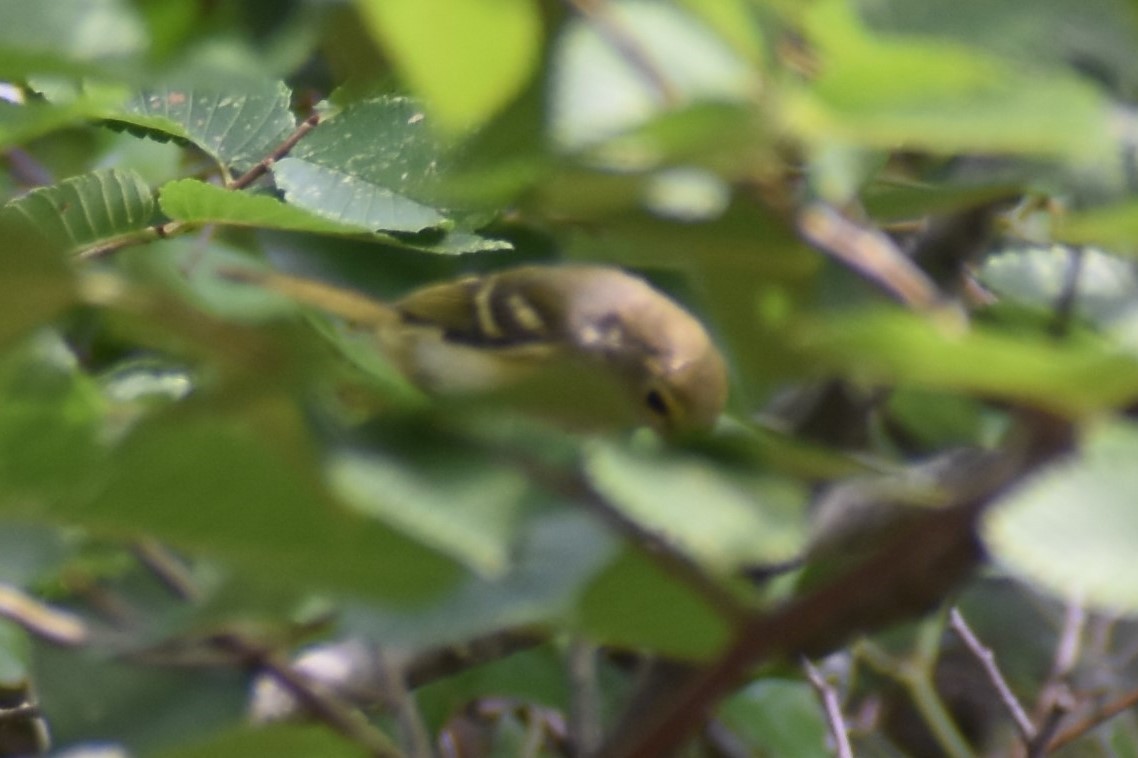 White-eyed Vireo - ML590018811