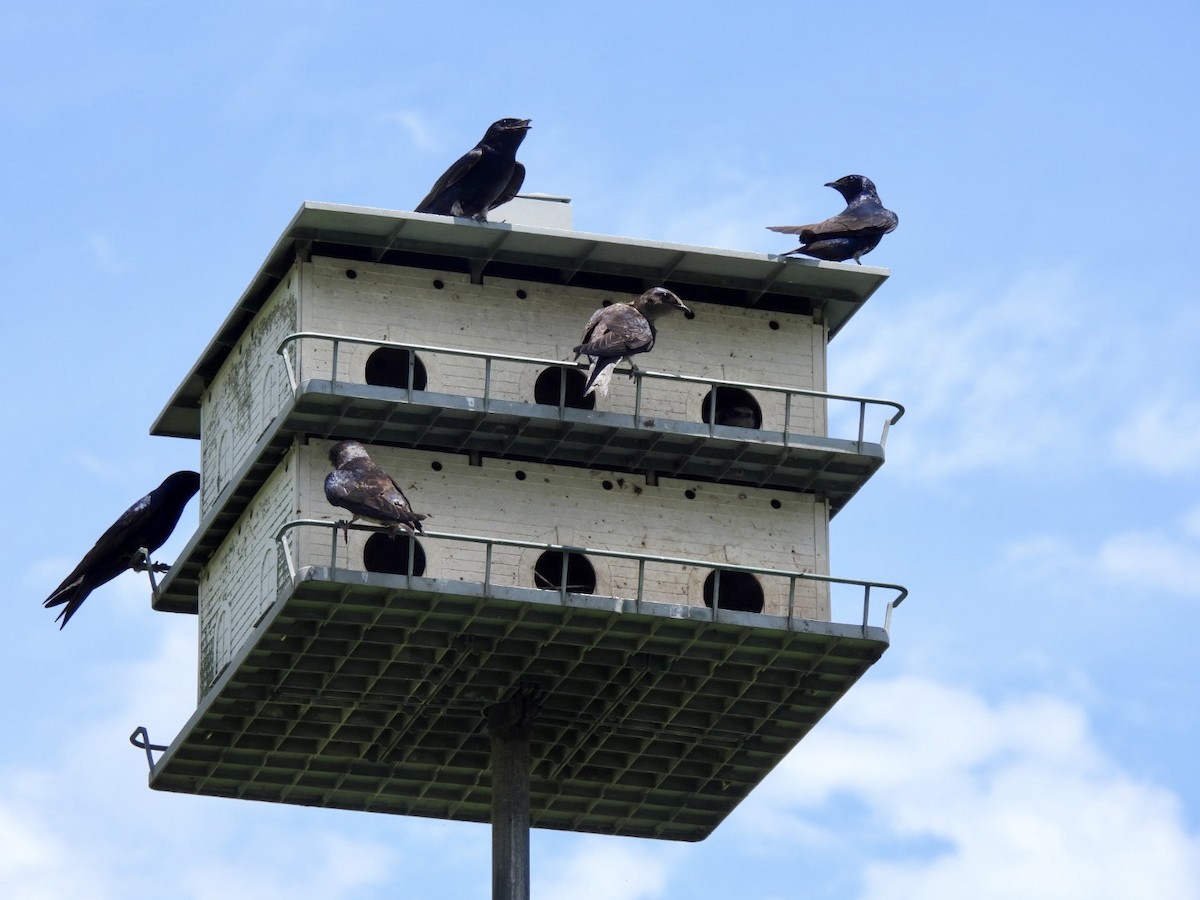 Purple Martin - ML590018971