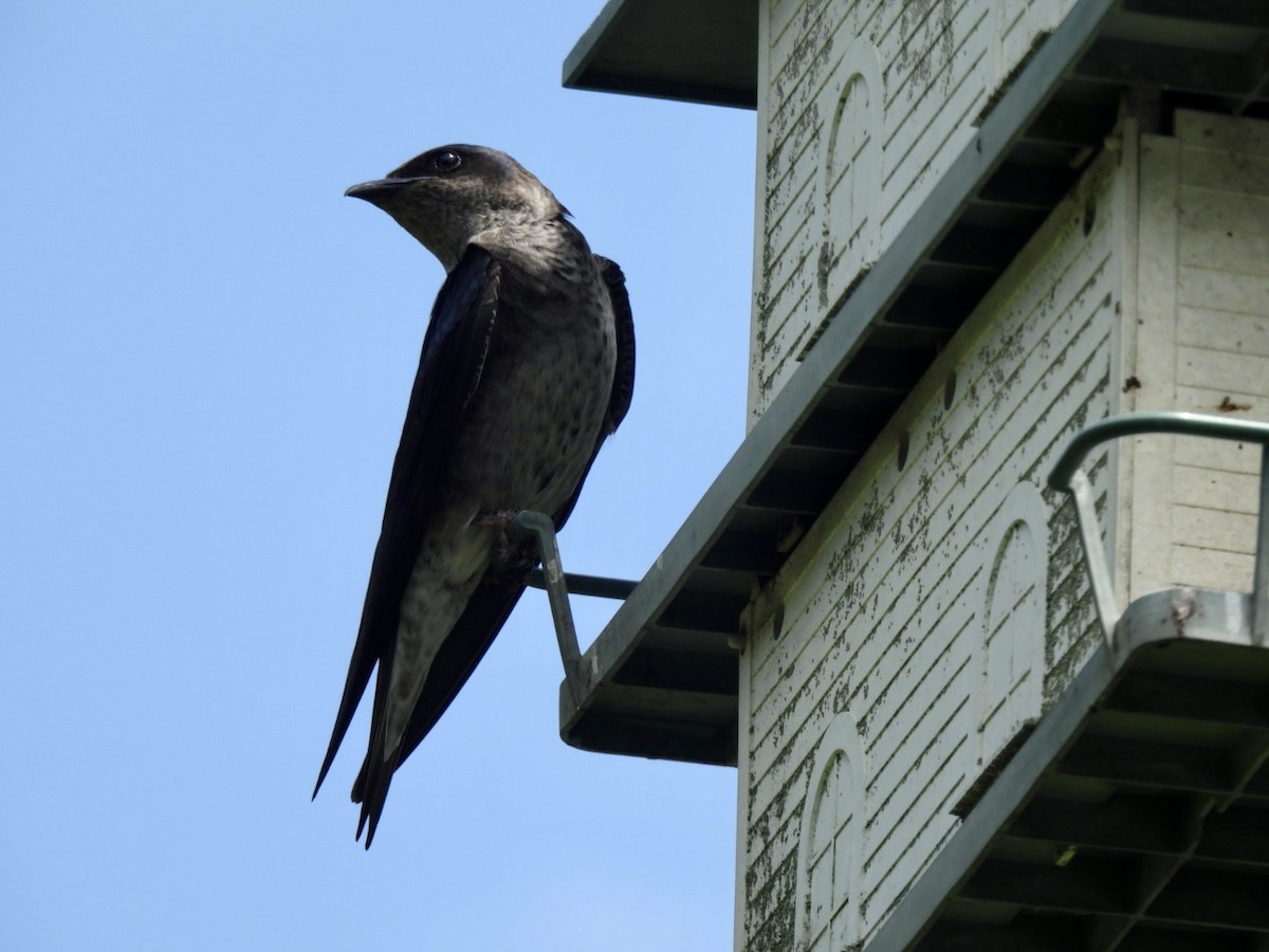 Purple Martin - ML590018981