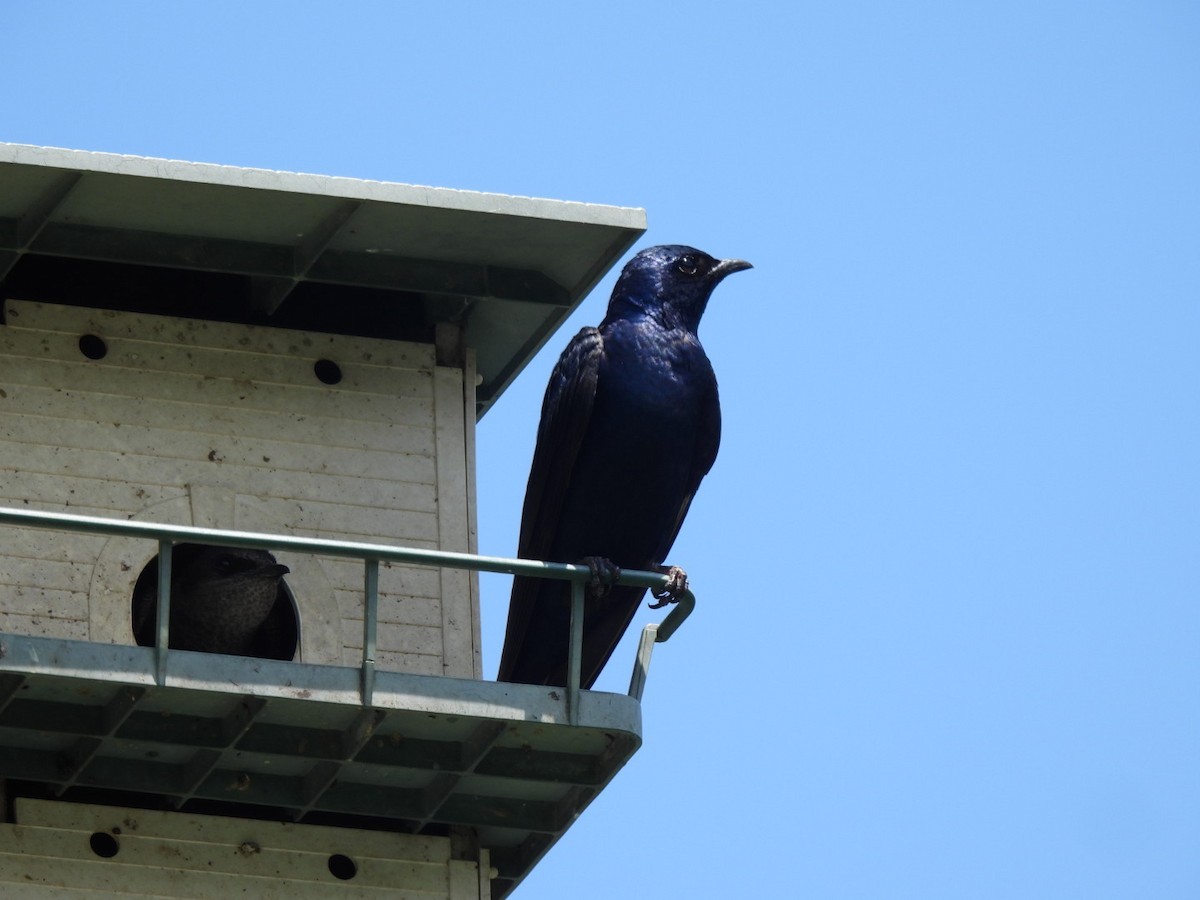 Purple Martin - ML590018991