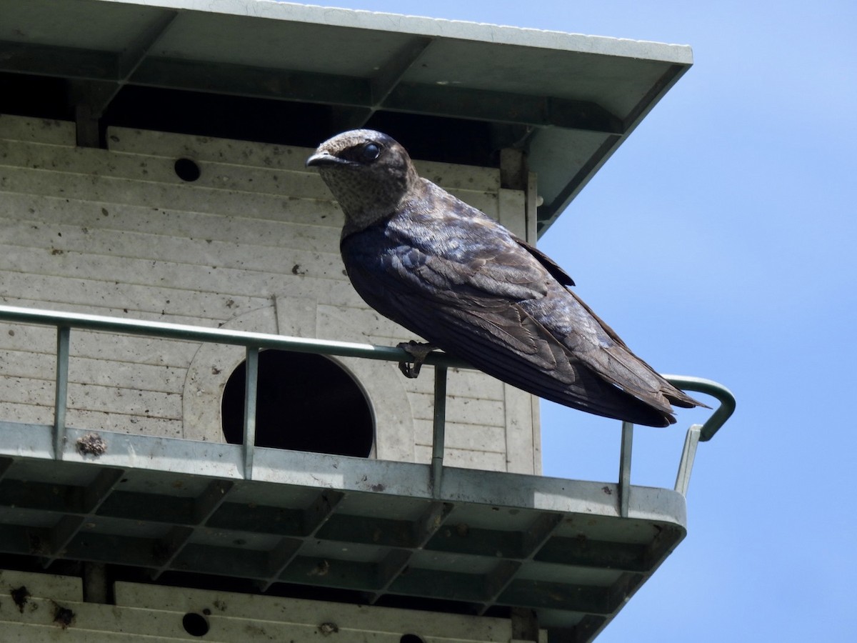 Purple Martin - ML590019001