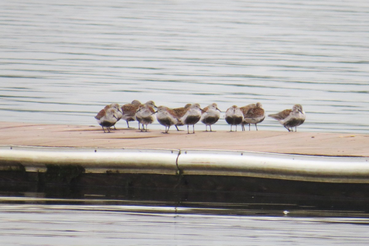 Dunlin - Lindsey Duval