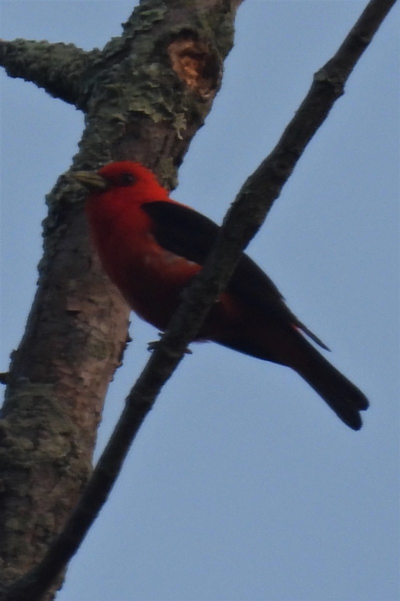 Scarlet Tanager - ML590020211