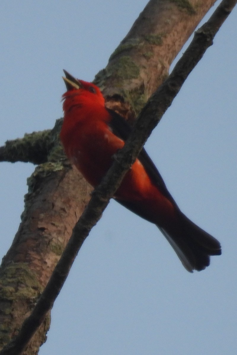 Scarlet Tanager - ML590020221