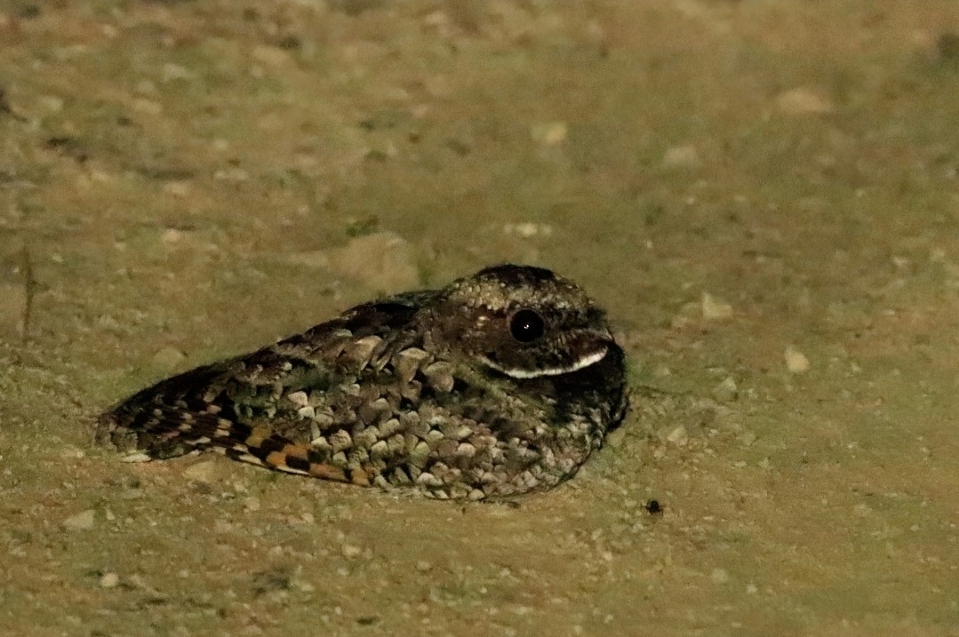 Common Poorwill - ML590020841