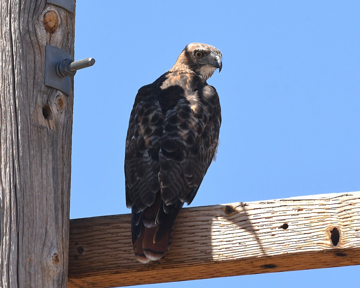 Red-tailed Hawk - Ted Wolff