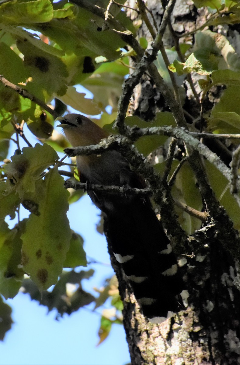 Squirrel Cuckoo - Fernando Rodolfo Cano Flores